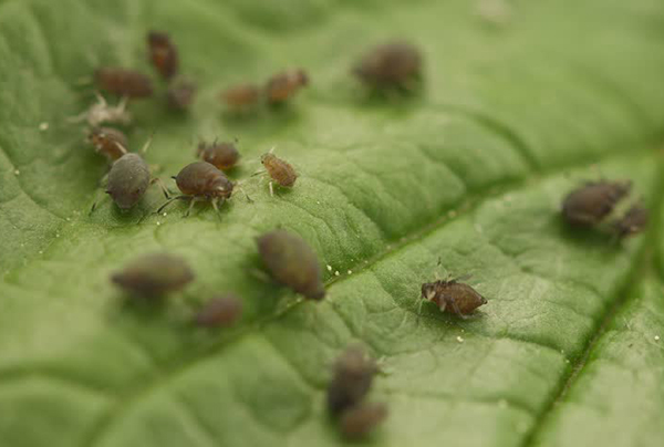 Pest & Termite Prevention